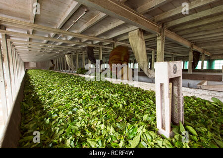 Munnar Tee Plantage mit Mitarbeitern Tee Blätter der Pflanzen. Stockfoto