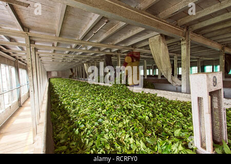 Munnar Tee Plantage mit Mitarbeitern Tee Blätter der Pflanzen. Stockfoto