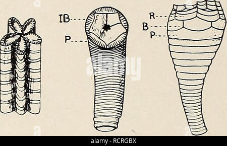 . Die Devonischen Crinoiden des Staates New York. Crinoidea, Fossil, Paläontologie, Paläontologie. B D In einigen Mesozoikum und neuen Formen und in fossilen crinoiden wie Onychocrinus und Apiocrinus (Abbildung 27 C, D) die Top columnal bleibt dauerhaft an den Kelch angebracht, und dem neuen Knoten Gelenke sind unter gebildet. Der Name der nï¿½eren hat zu diesem festen Columnal (Badende, 1900, s. Abbildung 27 Einige Arten von Spalten. Ein Diagramm der Spalte des Gastrocrinus patulus, die neuesten gebildet columnals mit der Nummer 1, die Älteste 6; 5 und 6 tragen cirri. B, Spalte quinquepartite Pentacrinus basalti-f oder mi Stockfoto