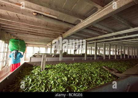 Munnar Tee Plantage mit Mitarbeitern Tee Blätter der Pflanzen. Stockfoto