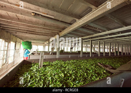 Munnar Tee Plantage mit Mitarbeitern Tee Blätter der Pflanzen. Stockfoto