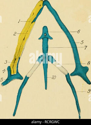. Die Entwicklung der Küken: eine Einführung in die embryologie. Embryologie; Hühner - Embryonen. Abb.^4 J. Bitte beachten Sie, dass diese Bilder sind von der gescannten Seite Bilder, die digital für die Lesbarkeit verbessert haben mögen - Färbung und Aussehen dieser Abbildungen können nicht perfekt dem Original ähneln. extrahiert. Lillie, Frank Rattray, 1870-1947. New York: Henry Holt Stockfoto