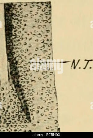 . Die Entwicklung der Küken: eine Einführung in die embryologie. Embryologie; Hühner - Embryonen. csud Se/I. Bitte beachten Sie, dass diese Bilder sind von der gescannten Seite Bilder, die digital für die Lesbarkeit verbessert haben mögen - Färbung und Aussehen dieser Abbildungen können nicht perfekt dem Original ähneln. extrahiert. Lillie, Frank Rattray, 1870-1947. New York: Henry Holt Stockfoto