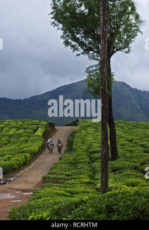 Munnar Tee Plantage mit Mitarbeitern Tee Blätter der Pflanzen. Stockfoto