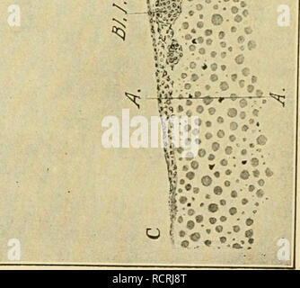 . Die Entwicklung der Küken: eine Einführung in die embryologie. Embryologie; Hühner - Embryonen. • N. Bitte beachten Sie, dass diese Bilder sind von der gescannten Seite Bilder, die digital für die Lesbarkeit verbessert haben mögen - Färbung und Aussehen dieser Abbildungen können nicht perfekt dem Original ähneln. extrahiert. Lillie, Frank Rattray, 1870-1947. New York: Henry Holt Stockfoto