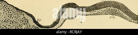 . Die Entwicklung der Küken: eine Einführung in die embryologie. Embryologie; Hühner - Embryonen. ^ EDV/.. ^^fnf. Bitte beachten Sie, dass diese Bilder sind von der gescannten Seite Bilder, die digital für die Lesbarkeit verbessert haben mögen - Färbung und Aussehen dieser Abbildungen können nicht perfekt dem Original ähneln. extrahiert. Lillie, Frank Rattray, 1870-1947. New York: Henry Holt Stockfoto