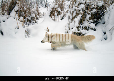 Red foxy Hund Jagd im Schilf im Winter zugefrorenen See Stockfoto