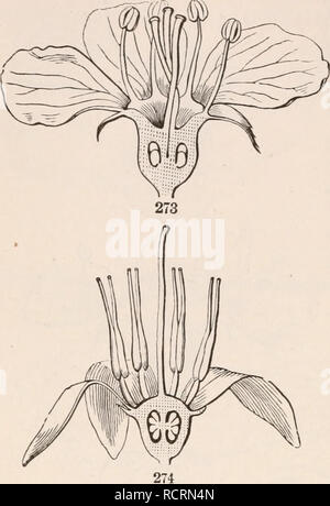 . Die Elemente der Botanik für Anfänger und für Schulen. Pflanzen. 90 Blumen. [Abschnitt 8. Connate ist ein Begriff, der häufig entweder nicht frei oder nicht unterscheidbar, für Teile usa kongenital, ob der gleichen oder unterschiedlicher Art. Adnate, wie Sie richtig verwendet werden, bezieht sich auf die Union der ungleiche Teile. 272. In noch eine andere Form der Ex-Pression, superior und inferior haben viel im Sinne der oben und unten verwendet. Superior ist sagte der Eierstöcke von Flachs - Blume, Kirsche, etc., denn über die anderen Teile; es ist Equiv - alent zu "Ovar frei." Oder es wird gesagt, der Kelch, etc., whe Stockfoto