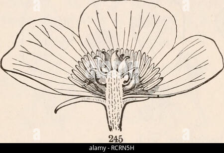 . Die Elemente der Botanik für Anfänger und für Schulen. Pflanzen. 88 Blumen. [Abschnitt 8. aus dem Blick gelassen werden. Das wollen der Symmetrie ist in der staubblätter. Diese sind in zwei Kreisen, einer äusseren und einer inneren. Der äußere Kreis besteht aus zwei nur Staubgefäßen; der Innere hat seine korrekte Anzahl der Vier. Die Blume Violett, die auf dem Plan von fünf ist, ist symmetrisch in Kelch, Corolla und Staubgefäßen, inas-viel wie jeder von diesen Kreisen besteht aus fünf Mitgliedern; es ist aber conspicu waren unregelmäßig in der Corolla, eines der blütenblätter ist sehr anders als der Rest. 254. Die Blüten der Rittersporn und Eisenhut Stockfoto