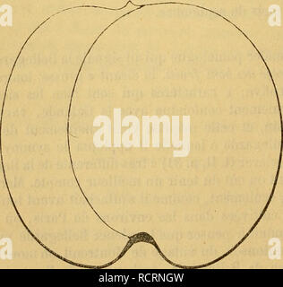 . Wörterbuch de pomologie, Contenant l'histoire, la Description, la Abbildung des Früchte Früchte anciens et des modernes les plus nÃÂ gÃÂ © © ralement connus et cultivÃÂ © s. fc BEL âBER PÃ© cher. PÃªche Bellegarde. - Voir 1009, au Paragraphen Beobachtungen. Die PÃªche BELLIS. Â Synonym de pÃªche Belle de Vitry. Voir ce nom. 16. JAUNE. fSynonymc PÃªche bergen. Â PÃ¨che Bergens Gelb (A. J. Downing, die Früchte und Obst Bäume von Amerika, 1849, S. 490, Nr. 53). Beschreibung de l'Arbre. Â Bois: Assez fort. Â Rameaux: nombreux, Ã©rigÃ©s et Ã © talÃ©s, de Länge et Moyennes grosseur, nicht gÃ©niculÃ © s, ve Stockfoto