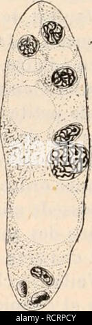 . Wörterbuch de Physiologie. Physiologie. Abb. 47. Â Coupé analoge qui Montre le Dekor ve-loppement ultÃ © rieur de la Cellule-mÃ¨re Kom-primant 'Le Tissu enveloppant et les tÃ© guments interne{ti) et des EXTERNE-Projekts (&lt; e). Il ne contient Encore que le noyau primaire (d'Après-ski Gdignard). Amas de cellules dont le Centre ne tarde pas à-Ãªtre occupÃ© par une Cellule volumineuse (Abb. 46). Auf lui donne Le nom de Cellule-mÃ¨re du Sac embryonnaire (se). Il contient un noyau Ã©galement trÃ¨s Gros, appelÃ © noyau primaire. Cette cellule acquiert un-Einrichtung actions considÃ © Sivberichterstattungen, comparativement aux cellules qui Stockfoto