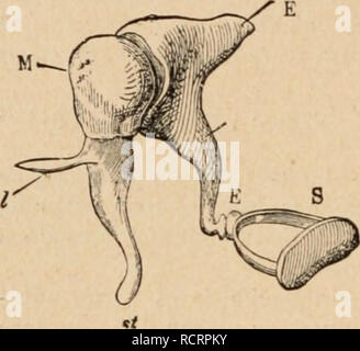 . Wörterbuch de Physiologie. Physiologie. 876 Hörprobe.. Tain jeu, suilont ilans Le Sens de la Rotation du manche en dedans et en Dehors, est le point d'appui antÃ © Rieur de l'Axe de Rotation autour duquel s'exÃ©cutent les Schwingungen quamÃ ¨ nent la Tension et la Dekor tente du tympan et de l'appareil Conducteur. ^'autre Partie de cet Ax de Rotation est constituÃ©e par la Branche horizontale de l'ENCLUME, reÃ § ue dans une encoche de la paroi postÃ©rieure de la Caisse (fixe). Comme Les deux tÃ¨les de l'enclume et du marteau sind articulÃ © es, ainsi se trouve Ã©Tabli l'Ax des mouvements de l' Stockfoto