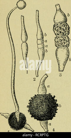 . Elemente der Botanik. Pflanzen. 232 ELEMENTE DER BOTANIK. getragen. Sind diese Halme und das Myzel Filamente solide oder tubuläre? Sind Sie ein-celled oder mehrere-celled? Montieren Sie die Reifen Sporen-Fällen in Wasser mit der höchsten erreichbaren Leistung untersuchen, und das austretende Sporen Skizze. Sow einige dieser Sporen, die ich auf der Oberfläche der "Heu-Tee, "durch das Kochen einer Handvoll Heu in nur Wasser genug, um Sie zu bedecken und dann belasten durch Lappen oder Filterung durch einen Papierfilter. Nach drei bis sechs Stunden, untersuchen ein Tropfen von der Oberfläche der Flüssigkeit mit einer mittleren Leistung von der mic Stockfoto