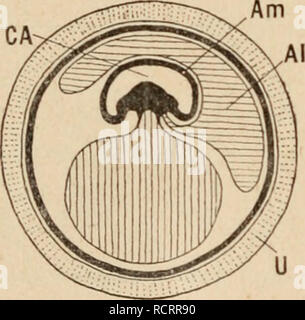 . Wörterbuch de Physiologie. Physiologie. Abb. 28. I-IG. ? 9.. Bitte beachten Sie, dass diese Bilder sind von der gescannten Seite Bilder, die digital für die Lesbarkeit verbessert haben mögen - Färbung und Aussehen dieser Abbildungen können nicht perfekt dem Original ähneln. extrahiert. Richet, Charles Robert, 1850-1935; Langlois, Paul, 1862; Lapicque, Louis. Alcan Paris: F. Stockfoto