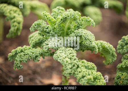 Darkibor Grünkohl (Brassica oleracea var. acephala) wachsen in einem Garten. Stockfoto