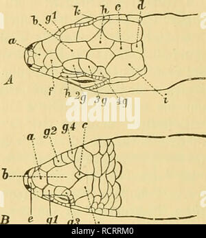 . Deutschlands Amphibien und Reptilien. 58 Gi-pe Älaffe. ffieptiliett ober Ävied; t | iEre. 06 crtopf = © c^ itber.. 9 Ich ffS g-ig. 6. , Fopfe Oberjeite werden § § (A® Ma=ragbjgibei^fe, B aBaläen: e (^fe, Gongylus). a.^ itiij (f) fn; 3 iajeniil) itb, b © tiin=, c3 Ro'i'^™ M" "cI - "nb d fiittcr^ aupt:® i^ilb; e okve 3 iajcn gtirnä imfen;, F-, g obere 'Jlugen:, h © tilnfc^ Eiter;, ich lEc^ eilet; mib-k2i} tmper^ £ c^ Ilber. 1. 93 e [icl) ttgcn zur Präsentation bni Stopf-fi-i finbeii unr 5 itnäcl) ft feine D6 erf cttc mit?{n 5a () l SdjiLber bcbed't, bic Mann in ifjver ('orbcrftirn = Sd) ilber (sc. frontonasalia, f) bcjeidjncte Sdjilbcr ein, u Stockfoto