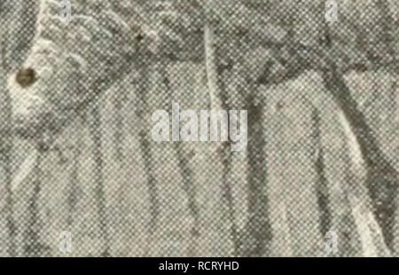 . Elemente der Biologie; ein praktisches Lehrbuch Korrelation von Botanik, Zoologie, und der menschlichen Physiologie. Biologie. . Bitte beachten Sie, dass diese Bilder sind von der gescannten Seite Bilder, die digital für die Lesbarkeit verbessert haben mögen - Färbung und Aussehen dieser Abbildungen können nicht perfekt dem Original ähneln. extrahiert. Jäger, Georg Wilhelm, 1873-1948. New York, American Book Company Stockfoto