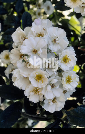 Rosa cv. Thalia; Rosaceae; shurb; Hybrid Multiflora, Rambler; Blüte halbgefüllt in großen Clustern, Weiß. Andere Namen White Rambler Stockfoto