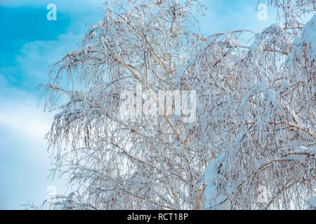 White birch Baum im Schnee, schöne idyllische Winter Landschaft mit Milchglas Baumkrone auf sonnigen Tag Stockfoto