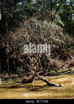 Das Waldland TX USA - 12/21/2018 - Baum im Winter über Wasser Stockfoto