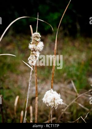 Das Waldland TX USA - 11/28/2018 - Cattails im Sumpf zu Saatgut, Stockfoto