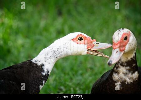 Das Waldland TX USA - 05-26-2018 - Eine Muscovy Duck zu einem anderen Sprechen Stockfoto