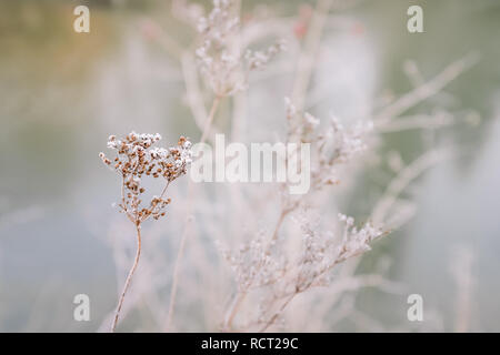 Gefrorene Gräser auf einer Wiese Winter Stockfoto