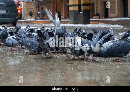 Straße Tauben um die Brotkrumen auf einem Chicago street Sidewalk im Winter gesammelt. Stockfoto