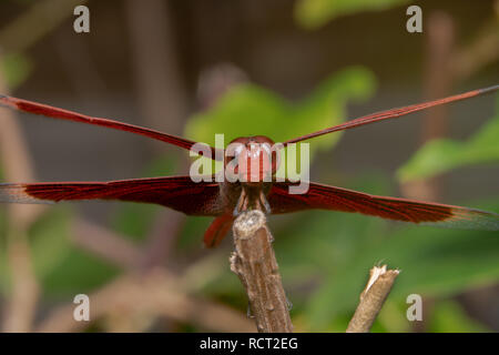 Oder schoss einer indonesischen Rote Libelle winged - Neurothemis terminata Sitzen auf einem Stick. Stockfoto