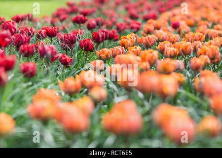 Schönen preisgekrönten Red Princess Princess und orange Tulpen im Garten. Selektive konzentrieren. Das Konzept der Garten- und Landschaftsgestaltung. Stockfoto