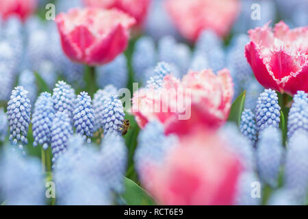 Bienen fliegen unter rosa und weisse gefranste Tulpen und blaue Traubenhyazinthen (Muscari Armeniacum). Close-up, selektiver Fokus, Feder Konzept Stockfoto