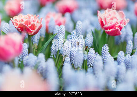 Zwei Bienen fliegen unter rosa und weißen Tulpen und blaue Traubenhyazinthen (Muscari Armeniacum) close-up, selektiver Fokus Stockfoto