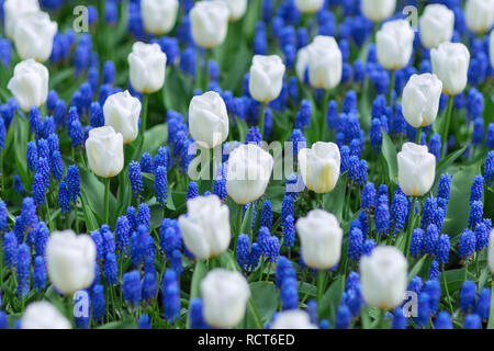 Weiße Tulpen und blaue Traubenhyazinthen (Muscari Armeniacum) in einem Park. Selektiver Fokus, Feder Konzept. Stockfoto