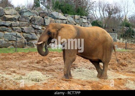 Afrikanischer Elefant in Colchester Zoo, Essex, Großbritannien Stockfoto