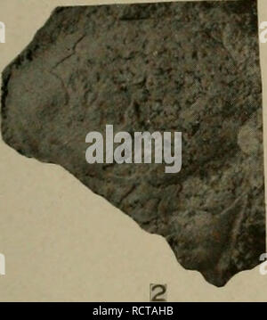 . Dem Devon von Missouri. Geologie; Geologie, Stratigraphische; Paleontologie; Devoon. . Bitte beachten Sie, dass diese Bilder sind von der gescannten Seite Bilder, die digital für die Lesbarkeit verbessert haben mögen - Färbung und Aussehen dieser Abbildungen können nicht perfekt dem Original ähneln. extrahiert. Branson, E. B. (Edwin Bayer), 1877-1950; Sammlung Tansey, Vivian Ouray; Stewart, Gnade, Anne, 1893 -. Rolla, Mo, Missouri Büro für Geologie und Bergbau Stockfoto