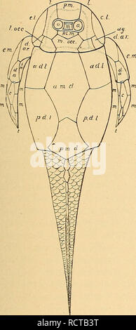 . Devon Fische von Iowa. Fische, Fossil, Paläontologie, Paläontologie. . Bitte beachten Sie, dass diese Bilder sind von der gescannten Seite Bilder, die digital für die Lesbarkeit verbessert haben mögen - Färbung und Aussehen dieser Abbildungen können nicht perfekt dem Original ähneln. extrahiert. Eastman, Charles Rochester, 1868-1918; Iowa Geological Survey. Des Moines: Iowa Geologische Übersicht Stockfoto