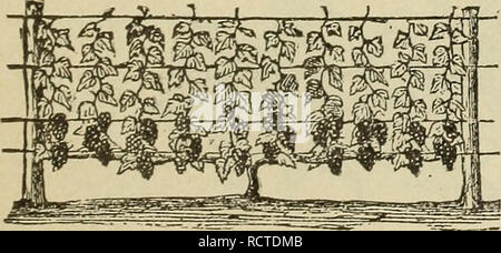 . Beschreibender Katalog der Obst- und Zierbäume, Reben, Pflanzen, etc.. Baumschulen (Gartenbau) New Jersey Roselle Kataloge; Obstbäume Sämlinge Kataloge Kataloge; Obst; Pflanzen, Zierpflanzen Kataloge; Bäume Sämlinge Kataloge. Wir können nicht zu stark, jeder mit einer Tür Hof sogar Raten, genug von diesem üppigen und gesunden Obst für die Familie nutzen, um zu wachsen. Der Weinstock kommt schnell ins Lager, die da Frucht trugen und in der Regel im zweiten Jahr nach der Pflanzung; erfordert aber wenig Platz, und wenn sie richtig ausgebildet ist ein Ornament zum Hof, Garten oder die Weinberge. Die Erde für die Traube sollten trocken sein; Stockfoto