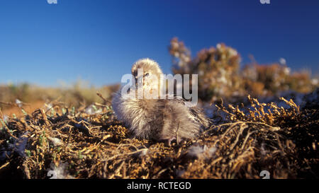 BLACK SWAN CYGNET (CYGNUS ATRATUS) AUF DEM NEST, GOLDFIELDS, WESTERN AUSTRALIA Stockfoto