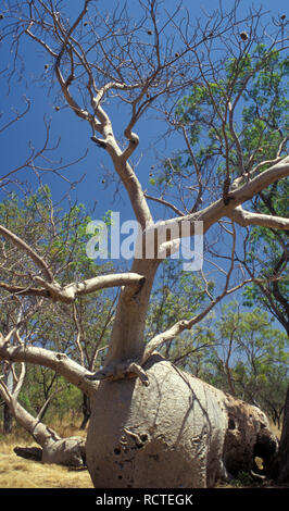 Eine geschnitzte BOAB TREE (ADANSONIA) auf der Gibb River Road IN DEN KIMBERLEYS, WESTERN AUSTRALIA Stockfoto