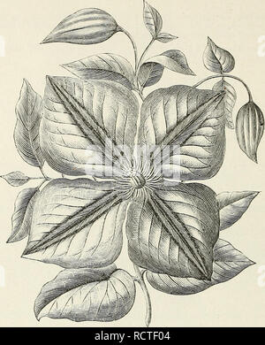 . Beschreibender Katalog von Zierbäumen, Sträuchern, winterharte Stauden, etc.: twenty-fifth Edition. Ziergehölze Sträucher Kataloge Kataloge;;; Blumen Rosen Kataloge Kataloge. 94 KLLWANOER &Amp; BARRY'S KATALOG.. Blume der CLEMATIS JACKMAKXI. 0/2 NATURAii Größe.) C. Lady Caroline Xeville (cripps). French White, mit lila Bars. ; Ich. 50. C. laiiug" inosa caudida (Lemoine). Grau-weiß; in Ordnung. $ 1.50. C. La^ vsoniana. Große, Rosa Lila, dunklere Adern. $ 1.50. C. Otto Frtiebel (Lemolne). Grau-weiß; sehr groß. $ 2,00. Abschnitt 4. Vitieella Typ. Sorten Avhich Blüte im Sommer und aut Stockfoto