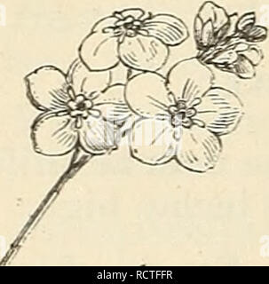 . Beschreibender Katalog der Hardy dekorative Bäume, Sträucher, Stauden Stauden, etc.: Zwanzig - vierte Ausgabe. Ziergehölze Sträucher Kataloge Kataloge;;; Blumen Rosen Kataloge Kataloge. 104 ELLWANGER &Amp; BARRY'S KATALOG. Campanula. Sehr wirksamen Pflanzen in der gemischten Grenze. L. Ckalcedonica. Brillante scarlet; große Truss. Juli und August. L. viscaria Fl. pi. Doppelzimmer, leuchtend rot gefärbten Blüten. 12 bis 18 Zoll. LYSIMACHIA. Felberich. L. longifolia. L. Nummularia. Moneywort. Schleichende Gewohnheit; klein, gelb, bell Blumen im Juni geprägt; gut für Blumenampeln und Rock - arbeiten. Stockfoto