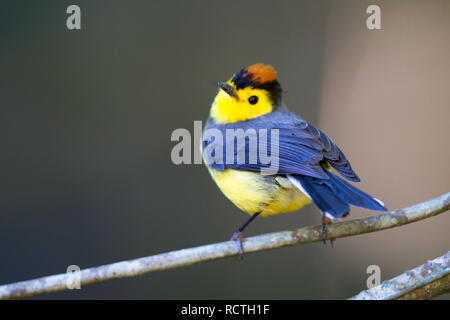 Collared Redstart (Myioborus torquatus) Stockfoto