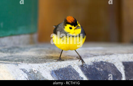 Collared Redstart (Myioborus torquatus) Stockfoto