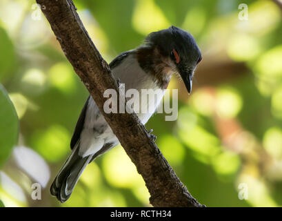 Gemeinsame Wattle - Auge (Platysteira cyanea) Stockfoto