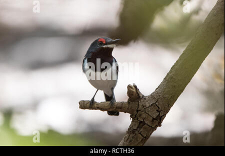 Gemeinsame Wattle - Auge (Platysteira cyanea) Stockfoto