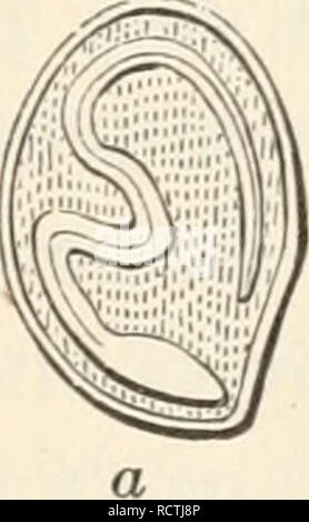 . Elemente der Biologie; ein praktisches Lehrbuch Korrelation von Botanik, Zoologie, und der menschlichen Physiologie. Biologie. Saat- und Pflanzgut 71 Mäntel. Es gibt einige zweikeimblättrige Pflanzen, die für Nahrungsmittel außerhalb des Embryos gespeichert. Eine solche Anlage ist die Castor bean.^ Castor Bean. - Ein Schnitt vertikal durch die Castor bean offenbart eine weiße ölige Maes direkt unter dem Samenkorn-mäntel. Diese Masse ist der Mehlkörper genannt. Wenn Sie es mit Jod getestet wird, nachgewiesen werden kann, Stärke zu enthalten; Öl ist auch in beträchtlichen Mengen innerhalb der Mehlkörper liegt der Embryo, ein dünner, weißlich-Struktur. Wenn der Embryo ist Stockfoto