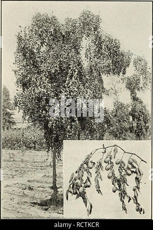 . Beschreibender Katalog der zuverlässigen Obst- und Zierbäume: Rosen und Palmen, Reben und Sträucher zu den vorherrschenden Bedingungen von Boden und Klima an der Westküste zusammen mit der Bepflanzung und kulturelle Hinweise angepasst. Baumschulen, Kalifornien, Fresno, Kataloge, Obstbäumen, Sämlinge, Kataloge; Obst, Kataloge; Pflanzen, Zierpflanzen, Kataloge, Bäume, Sämlinge, Kataloge. 22 illustrierte BESCHREIBENDER KATALOG DER JUJUBE eine vergleichsweise wenig bekannte Früchte aus China, wo sie als die chinesischen Datum bekannt ist, weil, wenn es Verarbeitet ähnelt, Obst. Baum aufrecht breitwüchsig mit dem dar Stockfoto