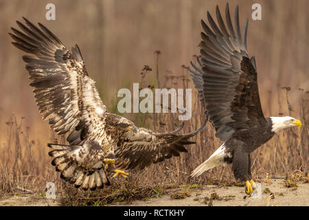 Zwei Seeadler (Haliaeetus leucocephalus) Kampf um Territorium und Essen im pazifischen Nordwesten Stockfoto