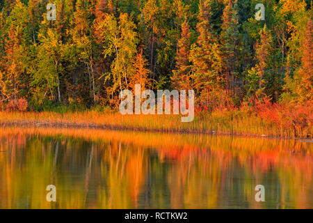 Langer See Küstenlinie mit Herbst Bäume, Fred Henne Territorial Park, Yellowknife, Nordwest-Territorien, Kanada Stockfoto