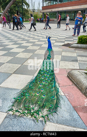 Erwachsenen männlichen Pfau wandern und seiner schönen Farben, die in den Gärten von Cecilio Rodriguez im Retiro Park, in Madrid, Spanien. Stockfoto